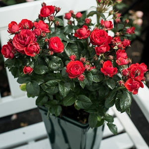 Ярко червено - мини родословни рози